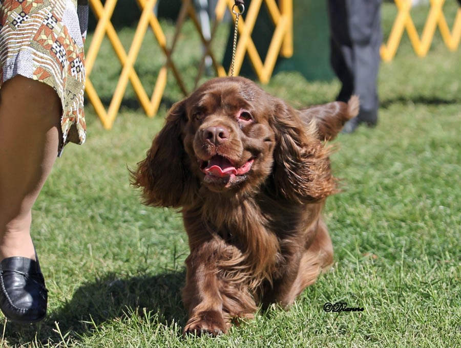 sussex spaniel is a mixed breed