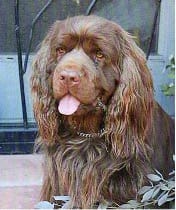 can a sussex spaniel guard a home